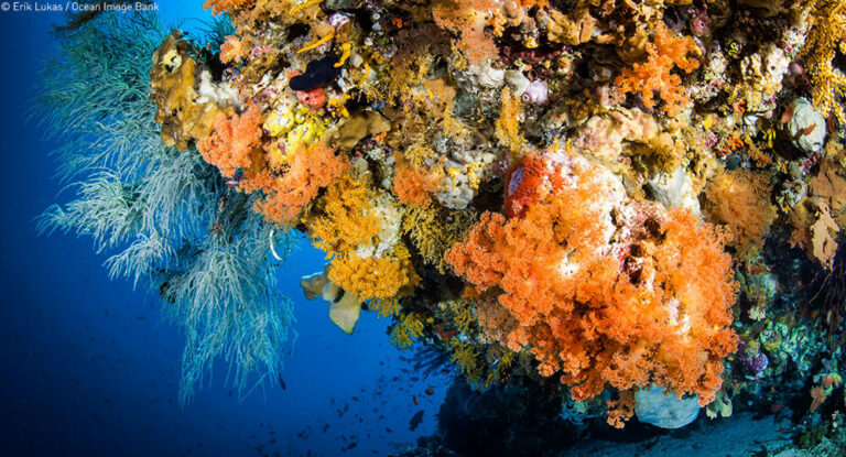 Ocean Decade launches new Call for Decade Actions No. 05/2023 focusing ...